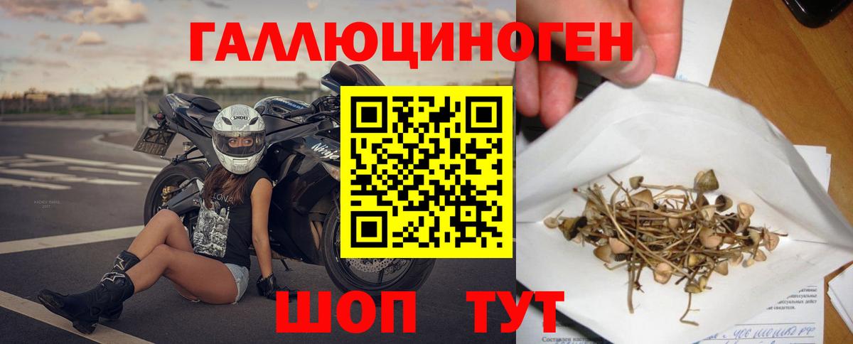Псилоцибиновые грибы Psilocybine cubensis Иркутск